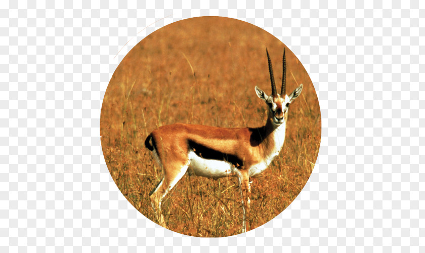 Horse Bird Duck Impala Antelope PNG