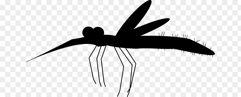 Mosquito Aedes Albopictus Zika Virus PNG