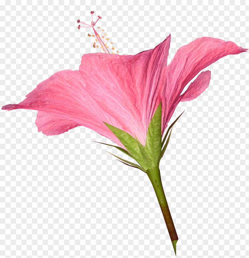 Pink Flower Mauve Color Desktop Wallpaper Clip Art PNG