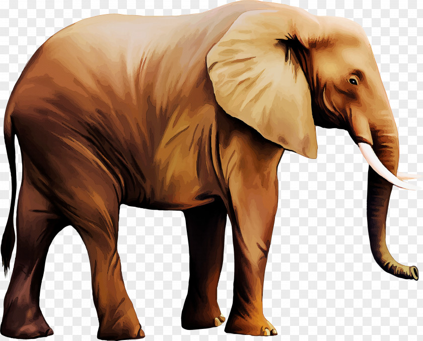 Wildlife Animal Figure Indian Elephant PNG
