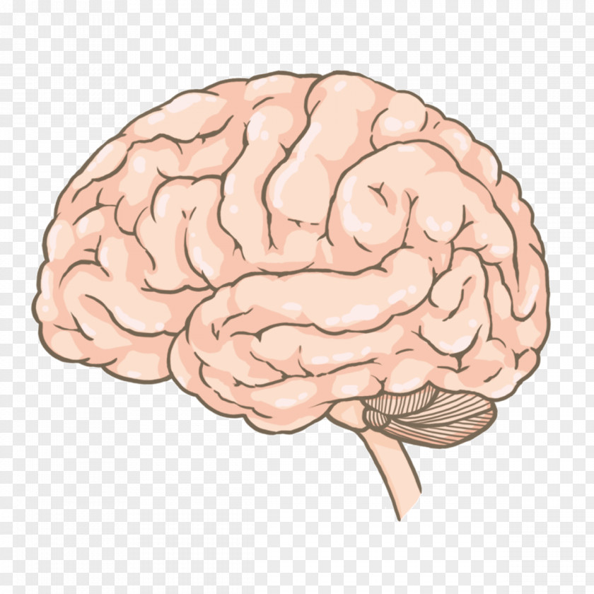 Brain Cerebrum Agy Spinal Cord PNG