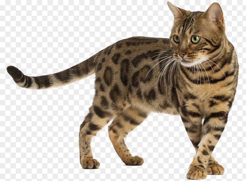 Kitten Bengal Cat Siberian Sphynx Somali Siamese PNG