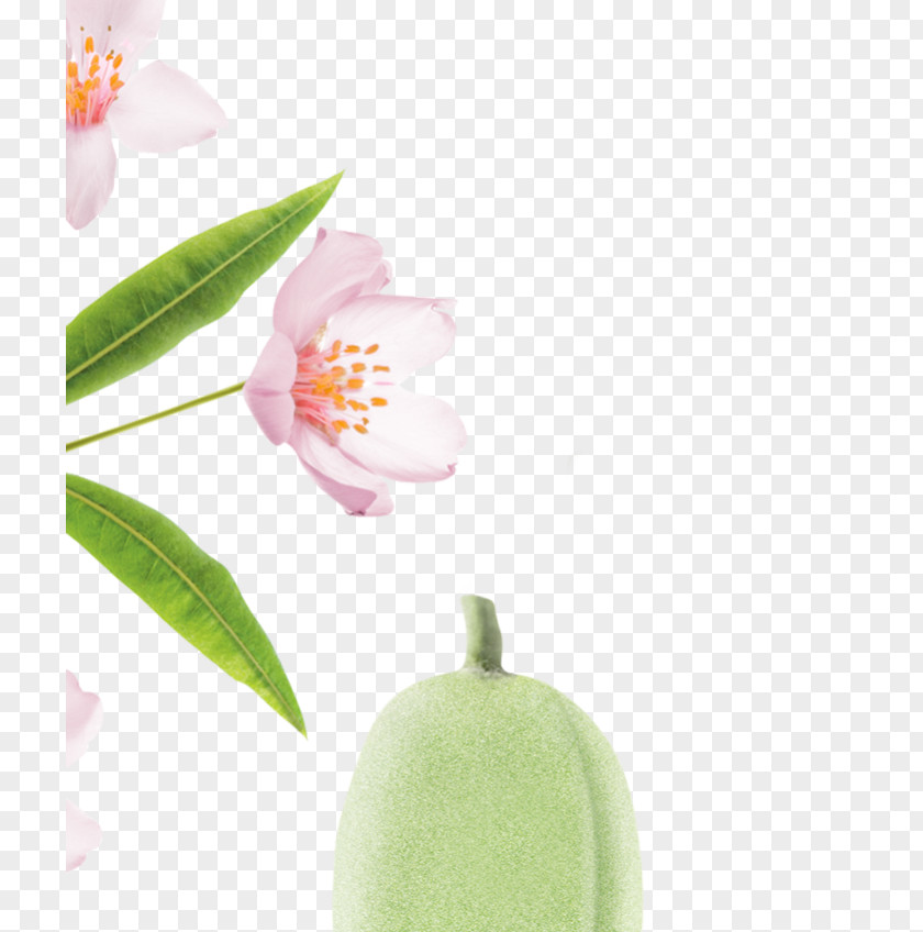 Almond Milk Hair Capelli PNG