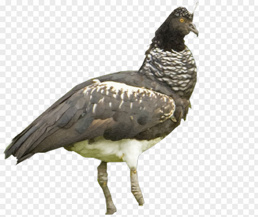 Bird Vulture Water Beak Fauna PNG