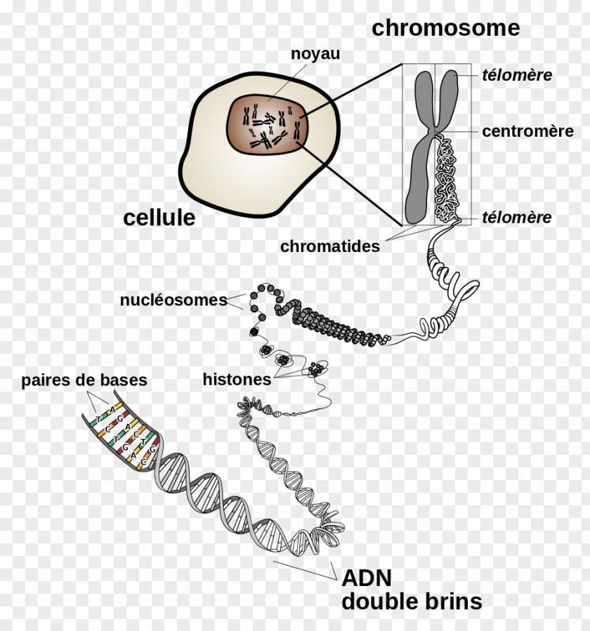 Chromosome DNA Cell Division Gene PNG