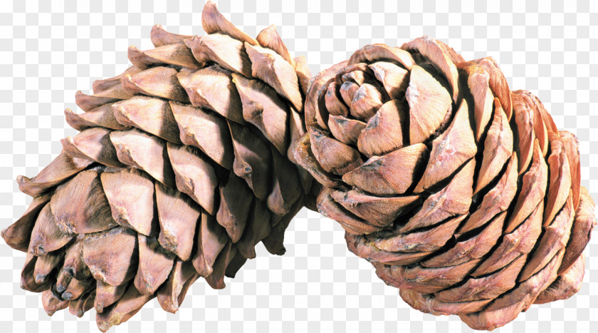 Conifer Cone Auglis Clip Art PNG