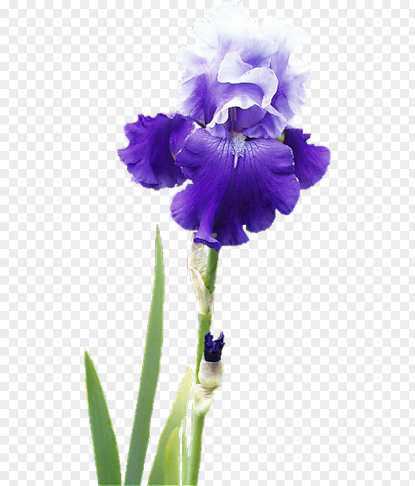 Flower Irises Raster Graphics Clip Art PNG