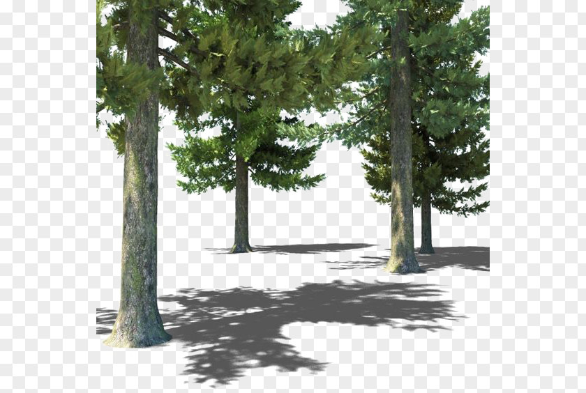 Forest Populus Nigra Tree 3D Computer Graphics PNG