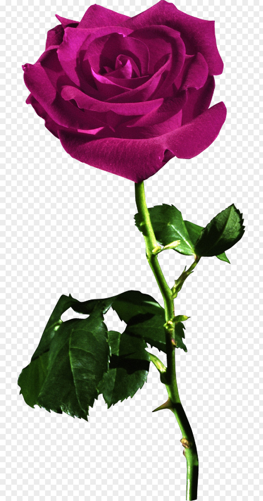 Rose Red Desktop Wallpaper Flower PNG