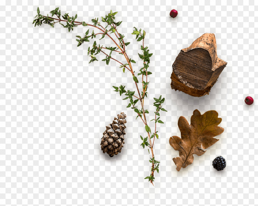 Web Design Organic Food Herb PNG