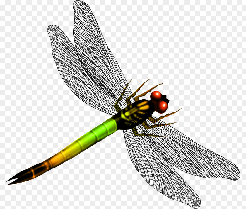 Beautiful Dragonfly Wings Graphic Design PNG
