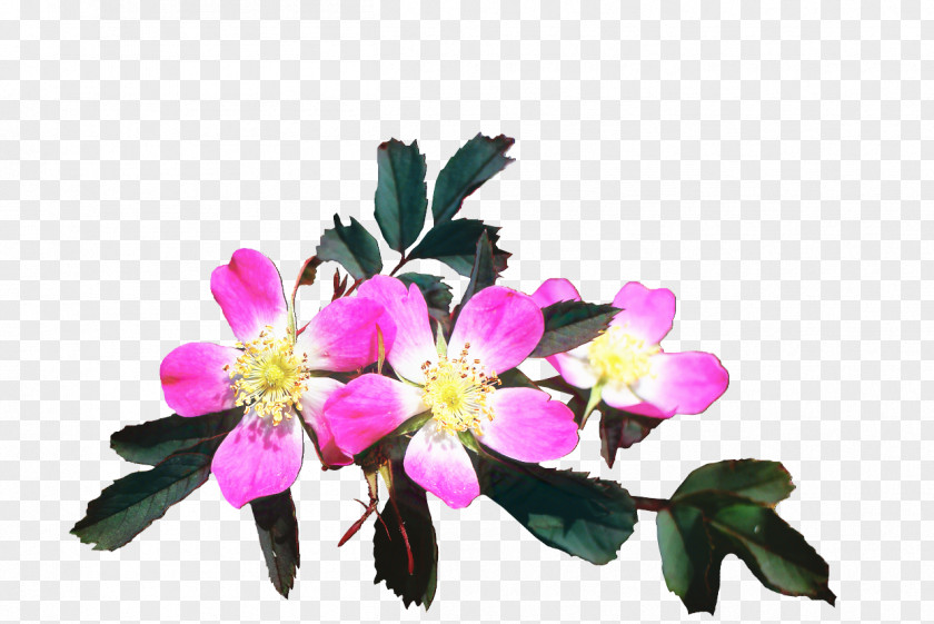 Blossoms Bible Religion God Image PNG