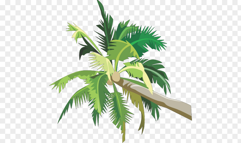 Coconut Asian Palmyra Palm Trees Clip Art Image PNG