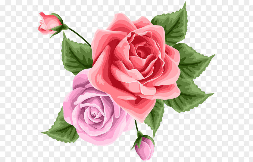 Design Garden Roses Cabbage Rose Floribunda Cut Flowers Floral PNG