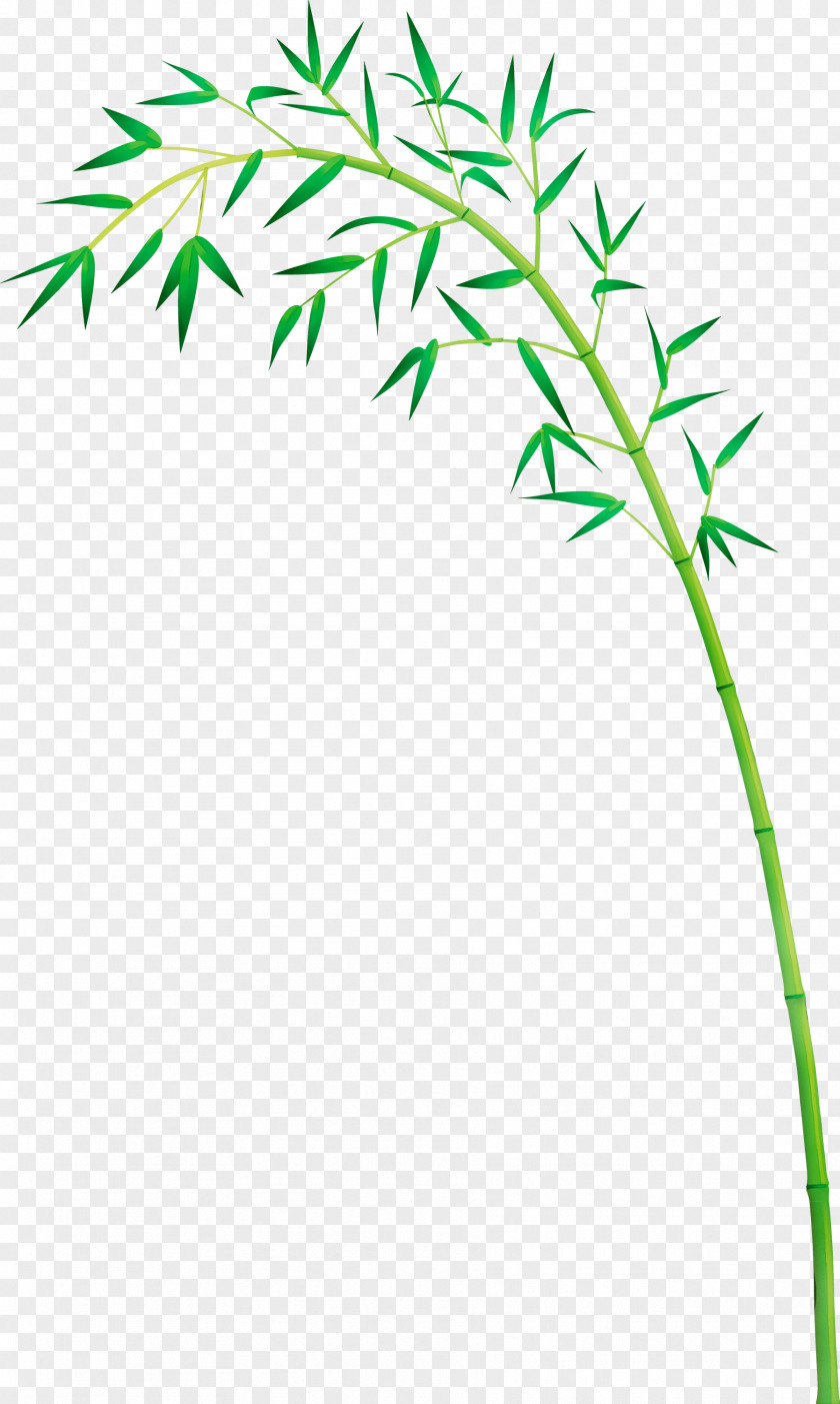 Leaf Plant Stem Grass Family PNG