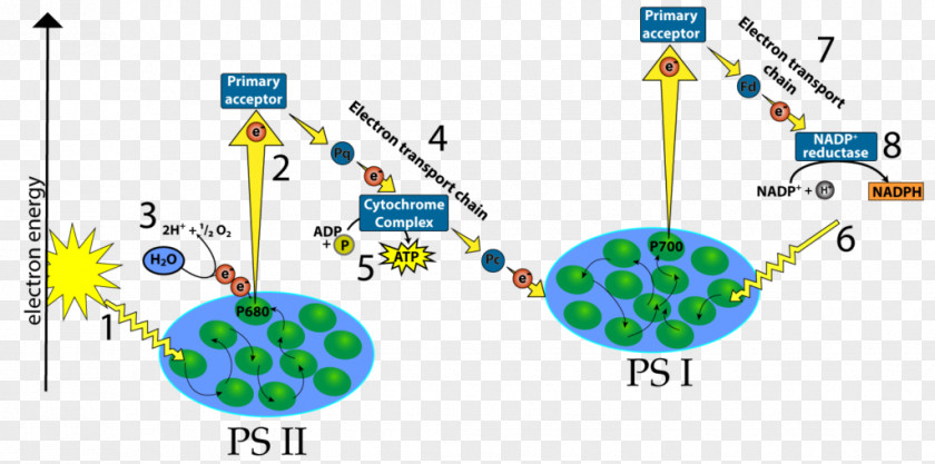 Lightindependent Reactions Light-dependent Electron Transport Chain Thylakoid Photosystem P700 PNG