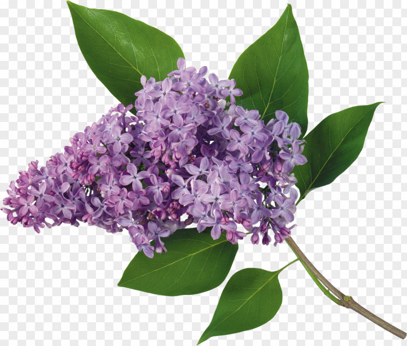 Lilac Flower Picture Frames PNG