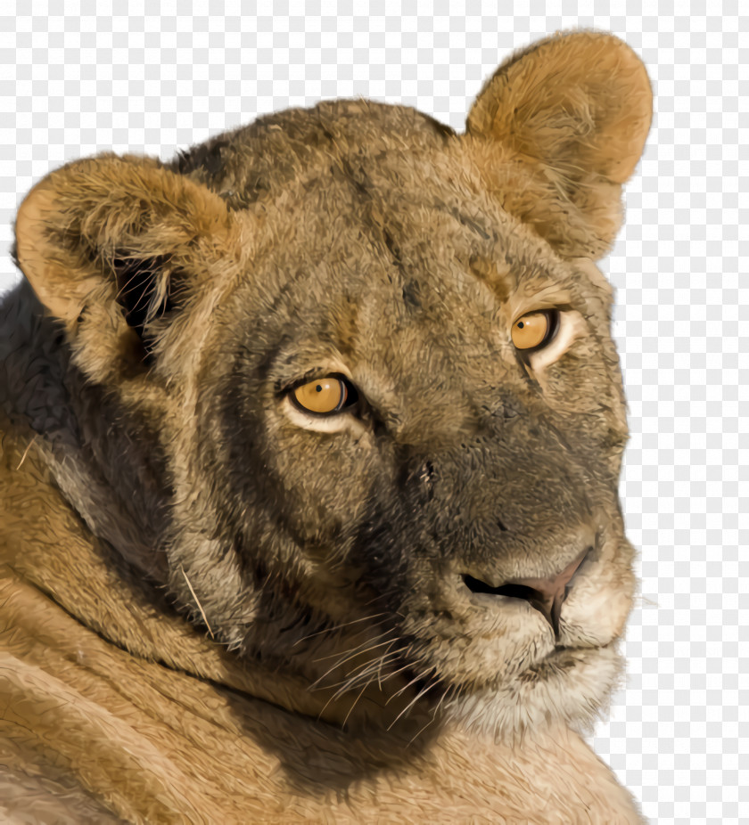 Masai Lion Snout Wildlife Terrestrial Animal Big Cats PNG