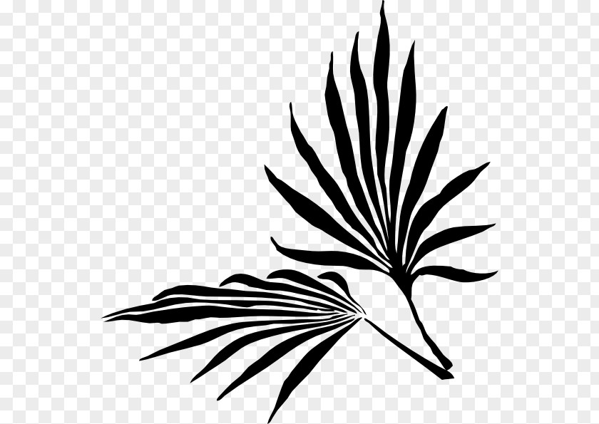 Palm Branch Leaf Trees Frond PNG