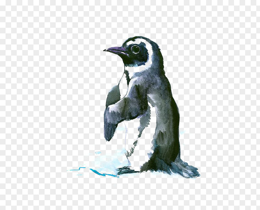 Penguin Bird Antarctic Drawing Painting PNG