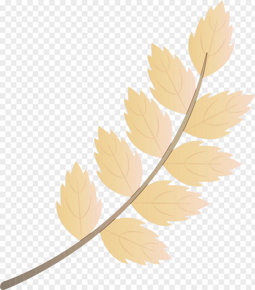 Twig Leaf Plant Stem Petal PNG