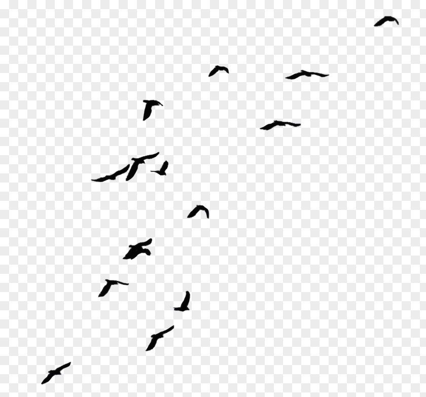 Bird Crows Flight Clip Art PNG