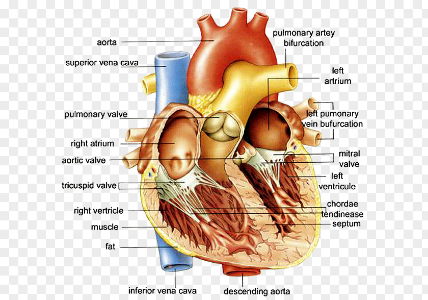 Heart Anatomy Of The Diagram Human Body PNG