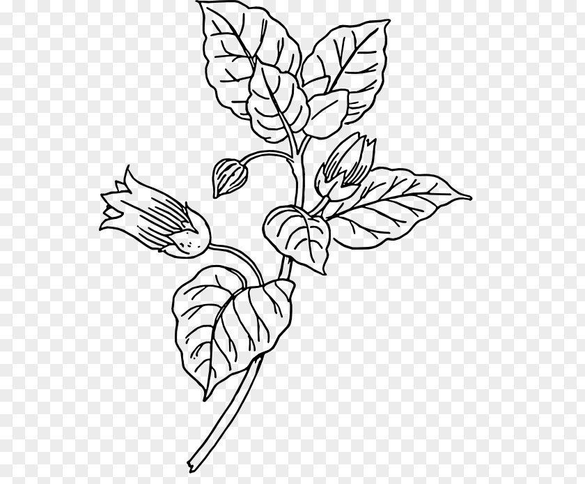 Tatoo Belladonna Botany Clip Art PNG