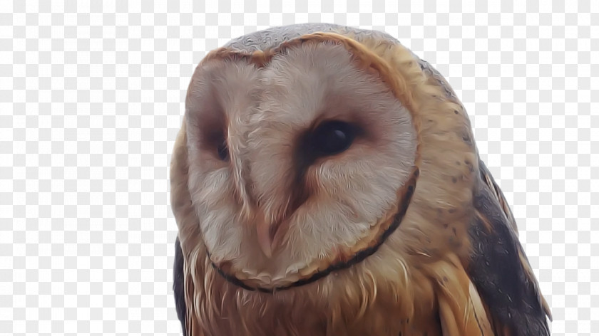 Beak Birds Snout Bird Of Prey Owl M PNG