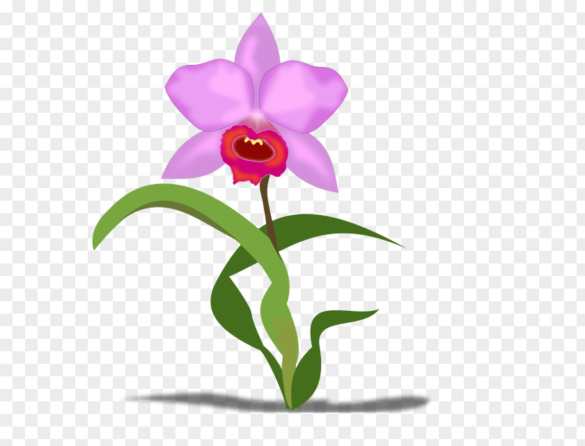 Flower Cattleya Orchids Petal Clip Art PNG