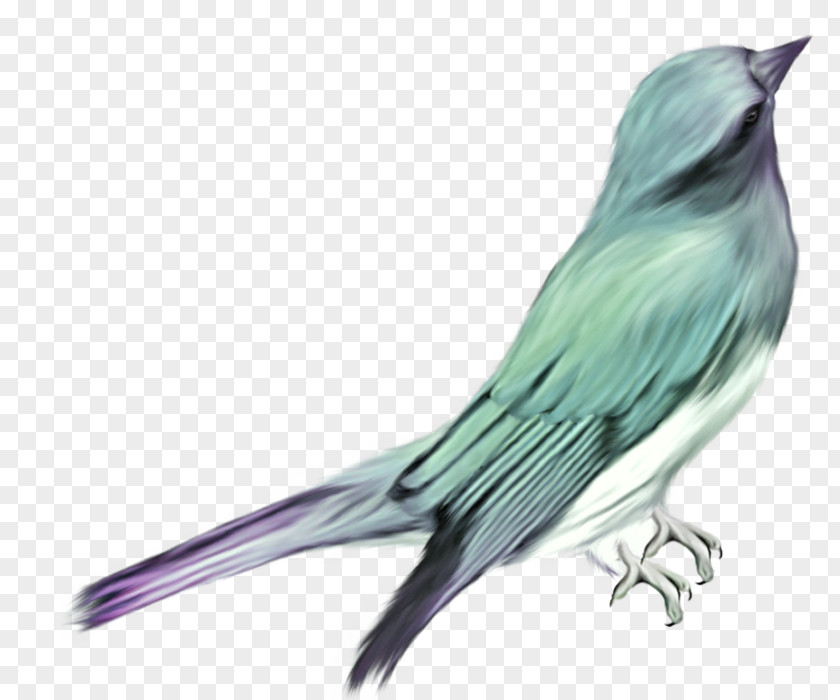 Green Birds Bird Parrot Clip Art PNG