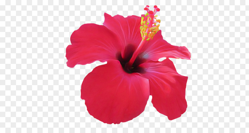 Mallow Family Plant Hibiscus Flowering Petal Flower Chinese PNG