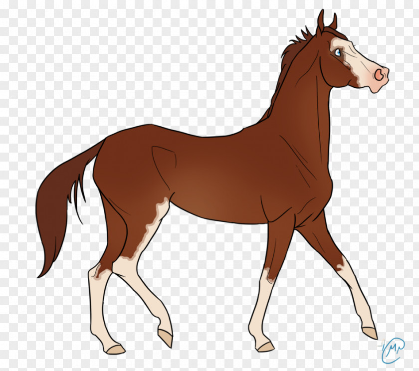 Mustang Foal Mare Stallion Colt PNG