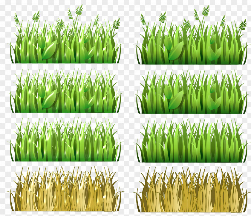 Pasto Wheatgrass Vetiver Cereal Food Grain PNG