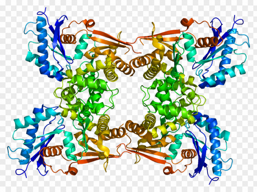 Atp Pattern N-acetyl-D-glucosamine Kinase N-acetylglucosamine Protein PNG