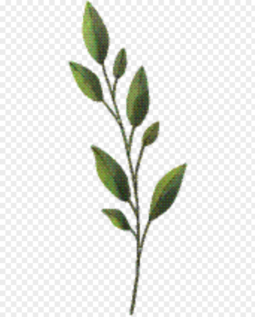 Branch Tree Twig Background PNG