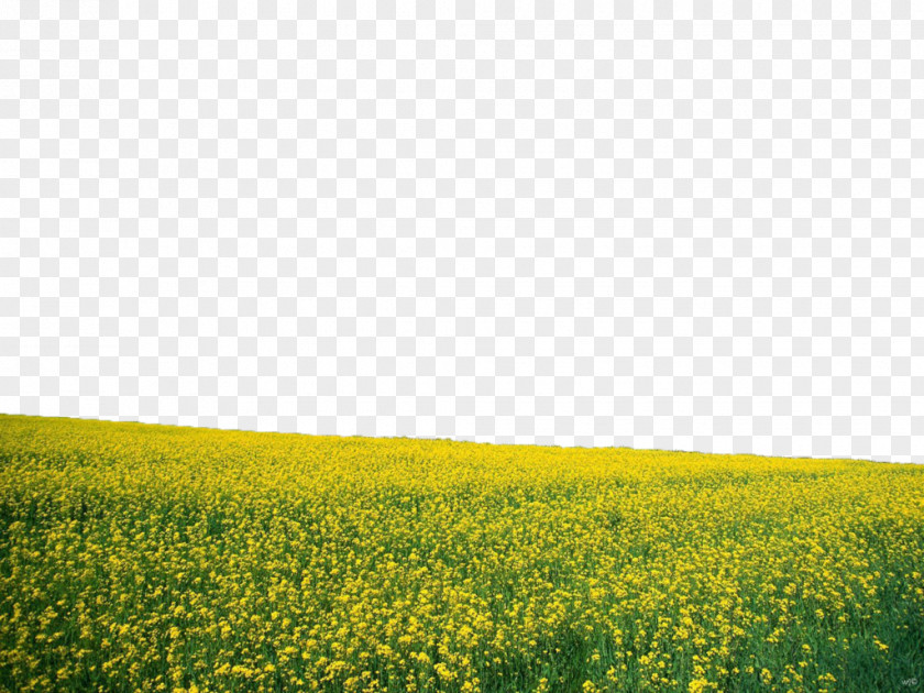 Sunflowers Flower Desktop Wallpaper Landscape Nature PNG