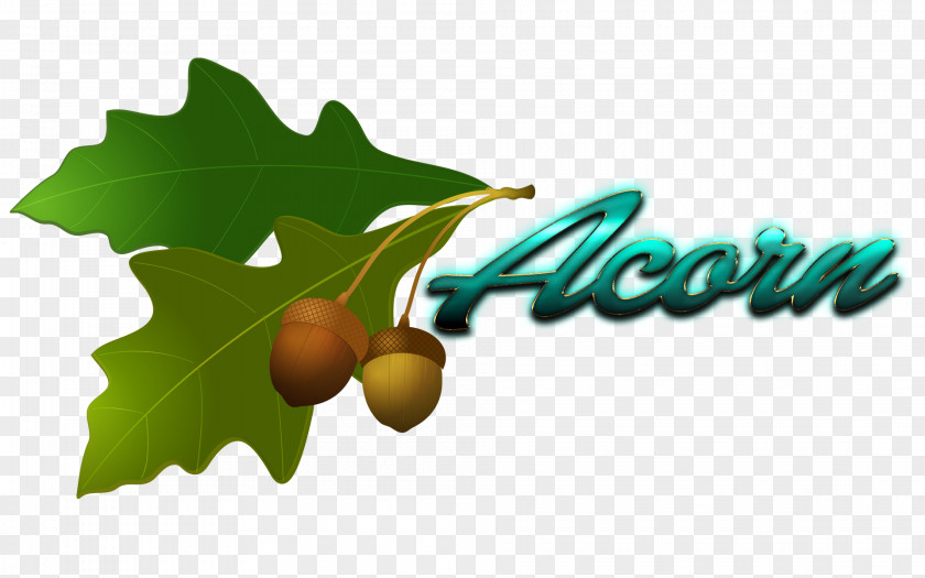 Acorn Clip Art PNG