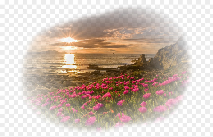 Flower Desktop Wallpaper IPhone High-definition Television PNG