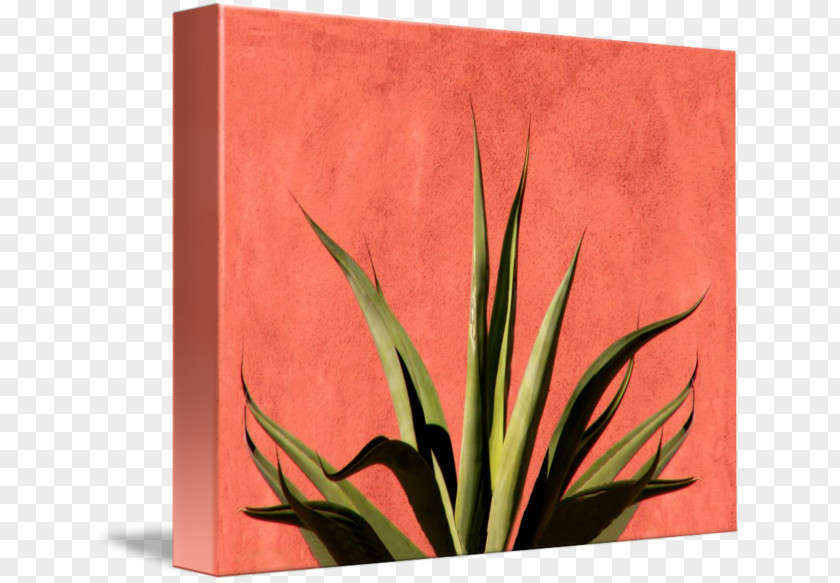 Leaf Rectangle Flowering Plant PNG