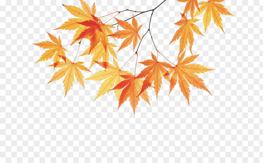 Maple Branch PNG