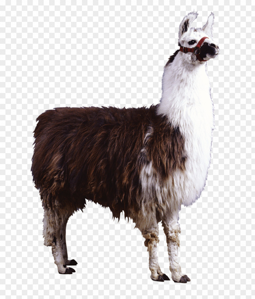 Mud Horse Alpaca Neuweltkameliden: Haltung, Zucht, Erkrankungen PNG