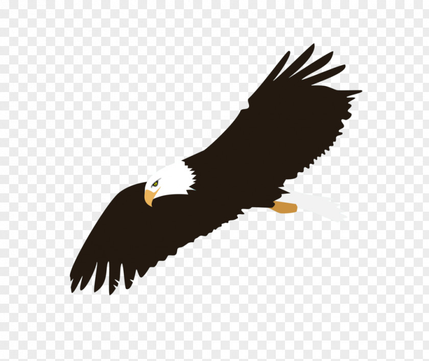 Notification Silhouette Bald Eagle Clip Art Vector Graphics PNG