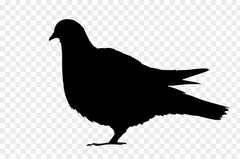 Pigeon Domestic Columbidae Bird Fancy Feral PNG