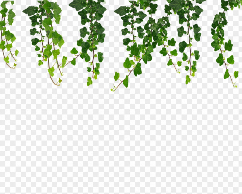 Ivy Hanging Vines Vine Clip Art PNG