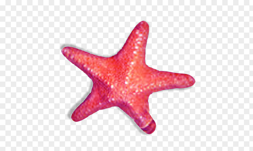Starfish Orange Clip Art PNG