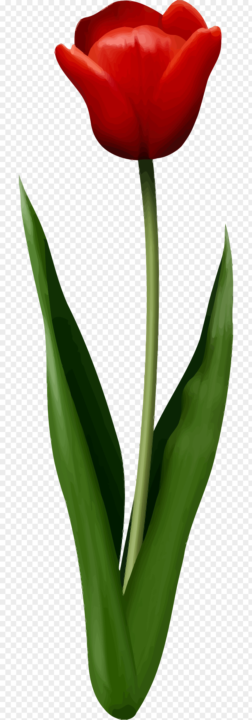 Tulip Leaf Flower PNG