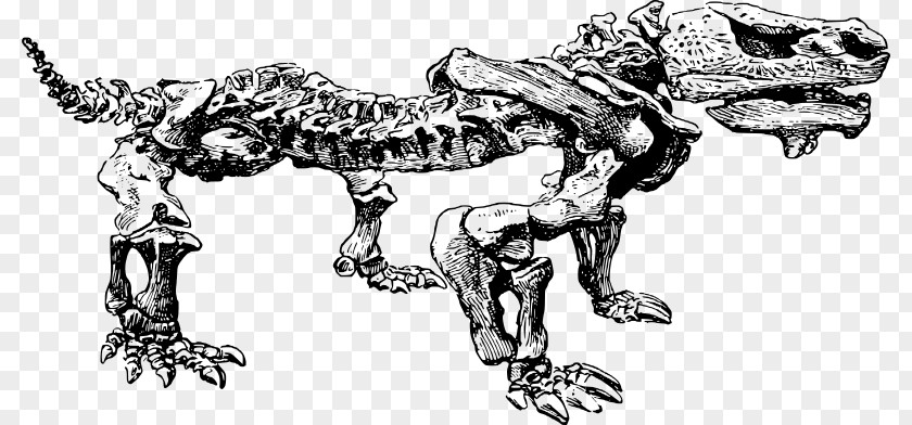 Dinosaur Bones Paleontology Clip Art PNG