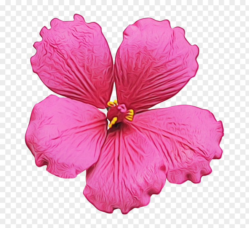 Mallow Family Chinese Hibiscus Flowering Plant Petal Flower Pink Hawaiian PNG