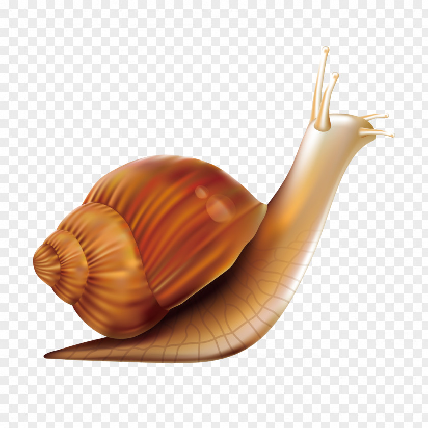 Mouse Painted Snail Vector Material Orthogastropoda PNG